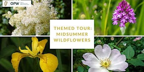 Guided Tour: Midsummer Wildflowers