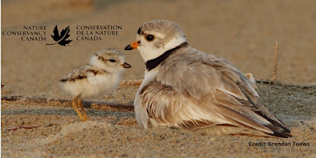 Piping Plover Awareness Event!