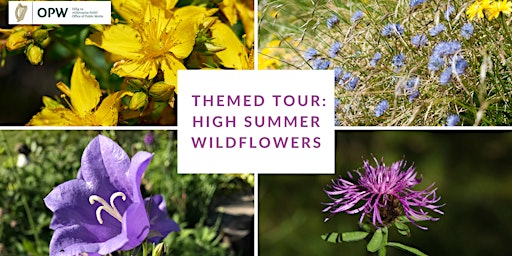Guided Tour:  High Summer Wildflowers