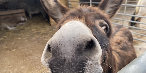 Primaire afbeelding van Donkey / Goat / Alpaca Walking and Grooming and Guinea Pig Cuddles