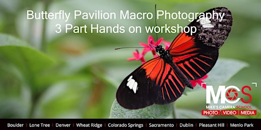 Imagem principal do evento Macro Photography at Butterfly Pavilion - 3 Part workshop