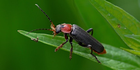 It's a Buggy World:  Identifying Insects in the Landscape (webinar)