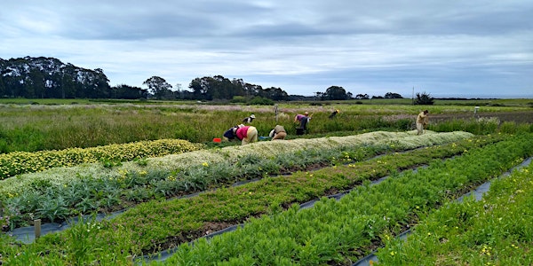 Native Plant Tending and Seed Harvest at Cascade Ranch
