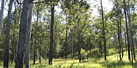 Nature Conservation on Your Property | Nambour primary image