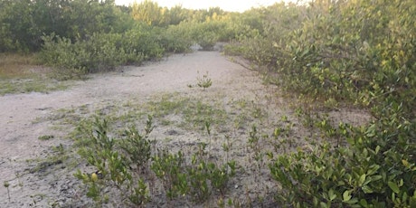 Coastal Climate Walk: Mangrove Migration  primary image