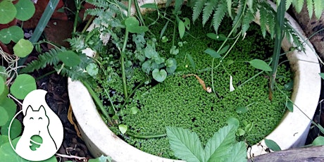Creating a Wildlife Container Pond: Online Session with Green Squirrel