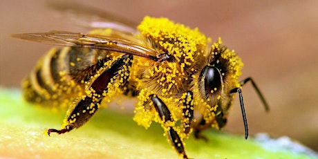 Busy Bees (Children's Bumblebee Workshop)