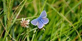 Immagine principale di Wilder Kent Safari: Chalk Downland Butterflies 