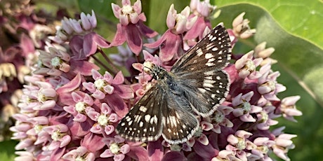 Butterflies of Central Kentucky: Identification, Diversity, & Ecology