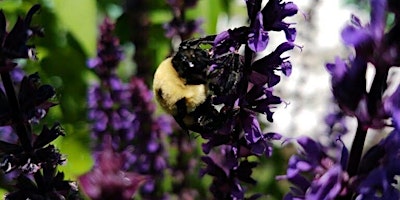 Pollinator 101 and Seed Ball Making Class for Kids! primary image