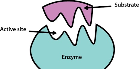 Enzymes: The Key to Health primary image
