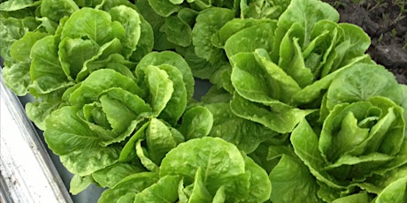 Imagen principal de Let's grow lettuce!