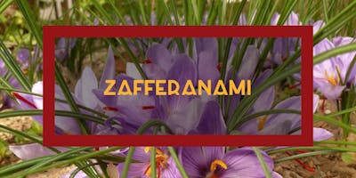 La coltivazione dello Zafferano - sfioratura La coltivazione dello Zafferano - sfioratura