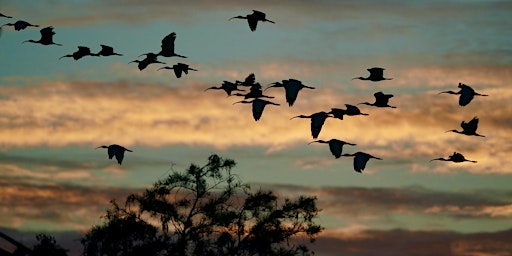 Imagen principal de Sunset Birding at CREW