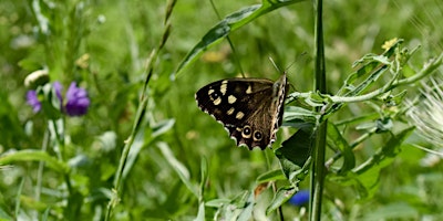 Spring Science – Butterfly Monitoring at Boscombe Chine Gardens