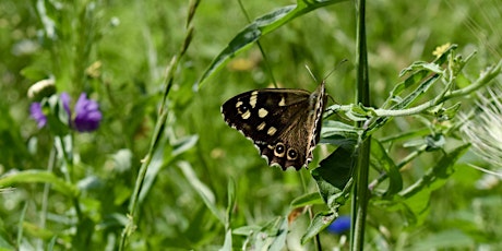 Spring Science - Butterfly Monitoring at Seafield Gardens