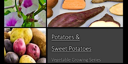 How to Grow  Potatoes & Sweet Potatoes primary image