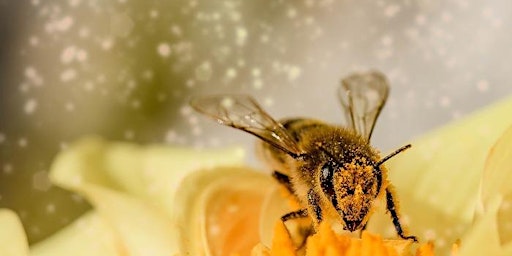 Image principale de Entrez dans le monde des abeilles