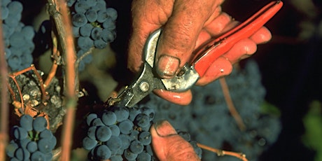 Learn How to Pick Grapes at Delatite Winery  primary image