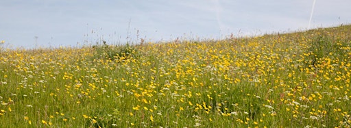 Collection image for National Meadows Day , 2023, High Hirst