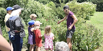 Summer Berries and Wild Foraging Farm Tour primary image