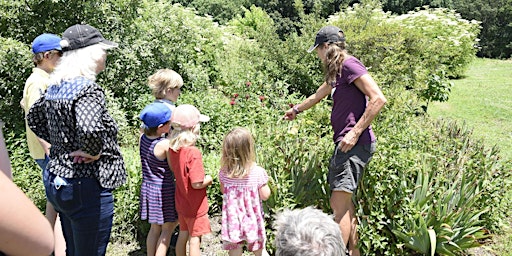 Image principale de Summer Berries and Wild Foraging Farm Tour