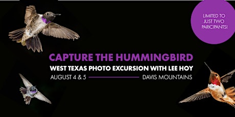 Capture the Hummingbird with Lee Hoy Part 1