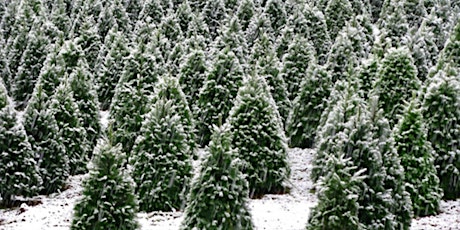 'Tis the Season to Give-Round 2! IEEE YP & SHPE-SCV Tree Plants primary image