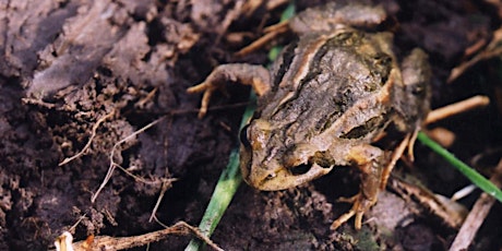 Primaire afbeelding van Hop Along, Help Our Frogs