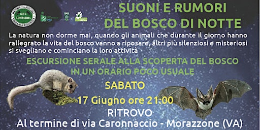 Hauptbild für SUONI E RUMORI DEL BOSCO DI NOTTE