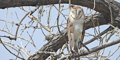 Owls of Northern Colorado
