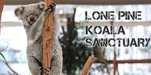 Lone Pine Koala Sanctuary Tour primary image
