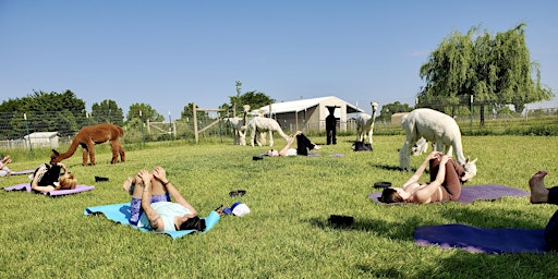 Relaxing Yoga with Alpacas primary image