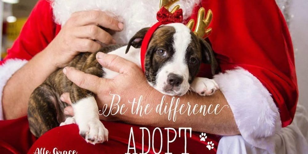 Santapaws Photos Petbarn Kawana 30 November From 10 00am To 1 00