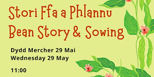 Imagem principal do evento Stori Ffa a Phlannu / Bean Story & Sowing