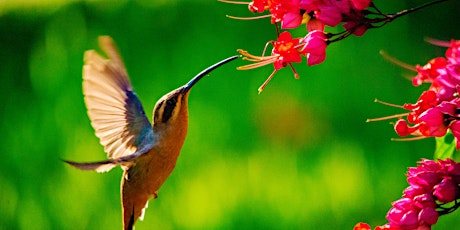 Imagen principal de Hummingbird Container