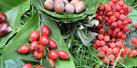 Hauptbild für Sustainable Summer Foraging walk