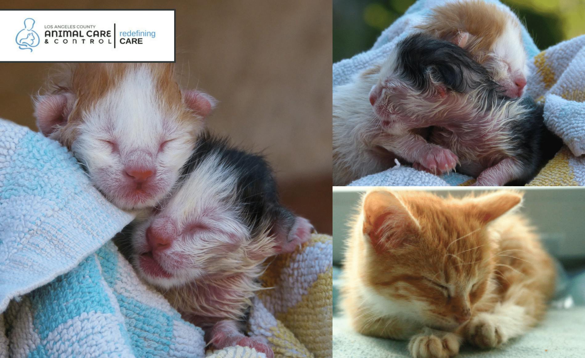 foster kitten training 5 jan 2019