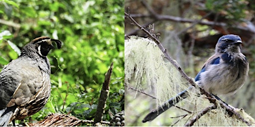 Image principale de A Focus on Birding Hike in the San Jose Creek Natural Preserve