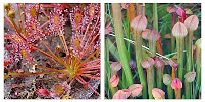 Primaire afbeelding van Create a Bog Garden Planter - 2024