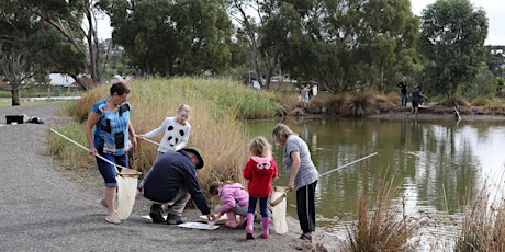 Family Pond Dipping at Brodie Road Wetland primary image