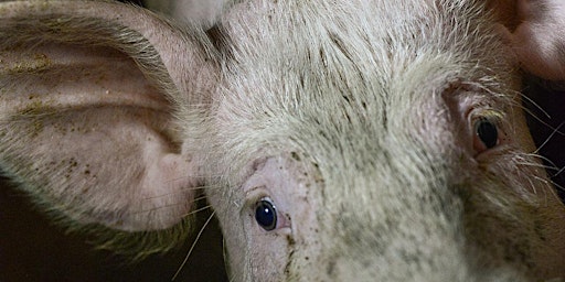 Primaire afbeelding van Pig Welfare