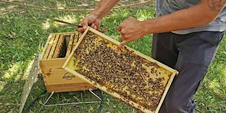 Rencontrez vos abeilles  par Alvéole