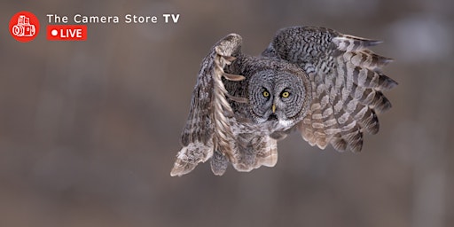 Give Your Subject a Voice - Virtual Wildlife Photography Seminar primary image
