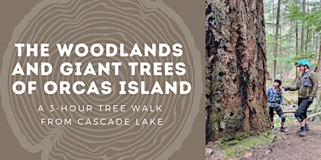 The Woodlands and Giant Trees of Orcas Island - A 3-Hour Tree Walk