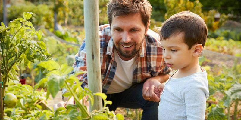Apples Homeschooling Link