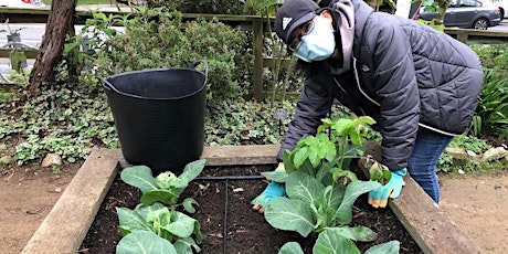 Primaire afbeelding van Grow Your Own Food in December