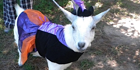 Halloween Goat Yoga