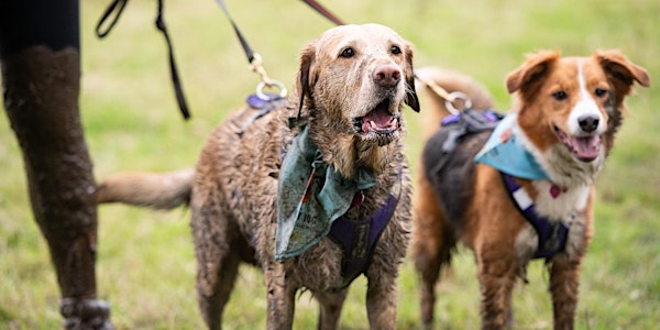 Muddy Dog Challenge Nottingham 2019 - Saturday 12th October 