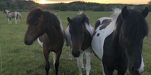 Hauptbild für Sommer Wildniscamp mit Pferden für Frauen